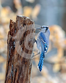 a small blue jay perches on a rotten tree trunk