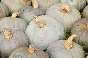 Small blue Kabocha squashe with pale gray-blue skin