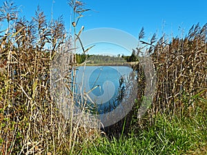 Small blue lake view through the reeds