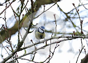 A small blue mesange perched on a tree