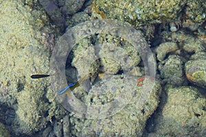 Small Blue Neon Fish with Corals and Stones - Natural Marine Life Aqua Background - Coral Walk, Laxmanpur, Neil Island, Andaman