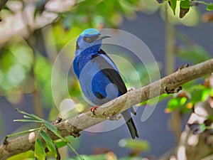 Small, blue Red-legged honeycreeper bird perched on a tree branch