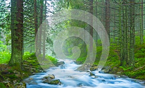 small blue river rushing through a fir forest