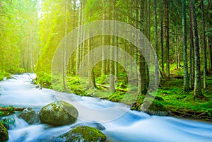 small blue river rushing through a fir forest at sunny day