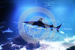 Small blue shark in aquarium water. Elasmobranch fish