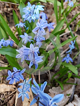 Small Blue Spring Flower Bulb Delecate delicate