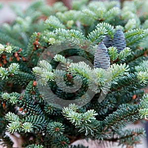 Small Blue Spruce and fruit