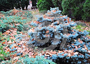 Small Blue spruce with oak leaves in autmn. Landscape design.