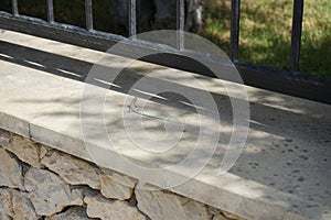 Small blue-tailed lizard on Rhodes Island. Lacerta oertzeni, the rock lizard, is a species of lizard in the family Lacertidae.