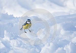 Small Blue tit Parus caeruleus sitting on snow searching for food, in cold sunny winter day. Selective focus