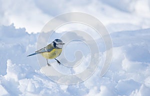 Small Blue tit Parus caeruleus sitting on snow searching for food, in cold sunny winter day. Selective focus