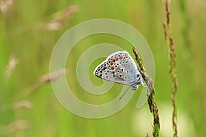 Small Blue Water Butterfly and Green Background