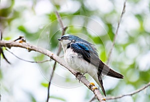 Small blue and white Tree Swallow fluffing its feathers