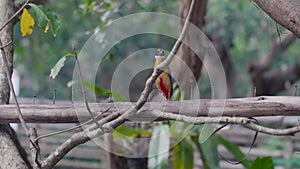 Small Blue Winged Pitta Bird Sitting on the Wood and Looking at Camera
