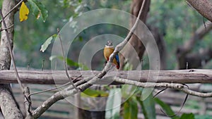 Small Blue Winged Pitta Bird Sitting on the Wood and Looking at Camera