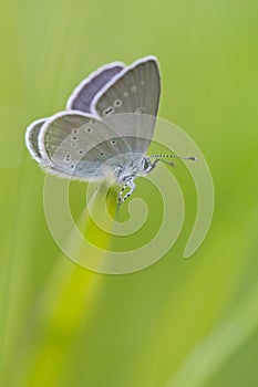 Small blue / Zwerg-BlÃÂ¤uling / Cupido minimus photo