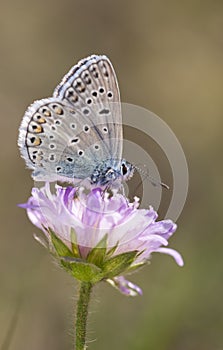 Small blueish butterfly on flower photo