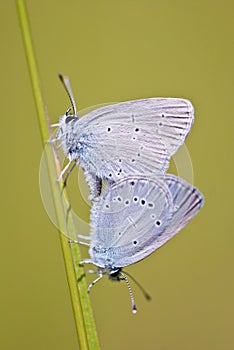 Small blues Cupido minimus mating photo