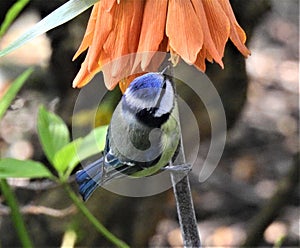 The small bluetit with dark closed beak sitting on the bellflower.