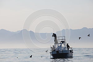 Small Boat, Shark, and Film Crew in False Bay, South Africa
