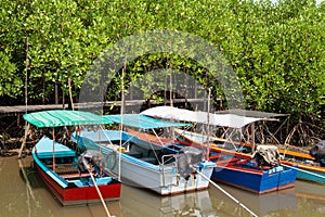 Small Boat for tourists parked in Green Ceriops tagal tree field.