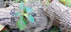 A small Bodhi tree grew on dead wood beneath the tree.