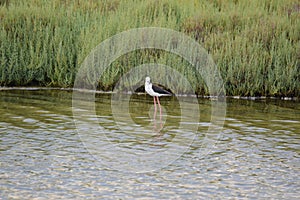 A small-bodied bird with red long legs is in the water