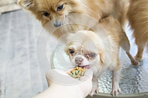 Small body brown chihuahua dog sitting on glass table