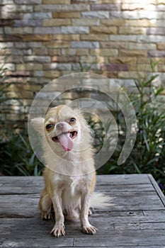 Small body brown chihuahua dog sitting on wood table