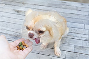 Small body brown chihuahua dog sitting on wood table