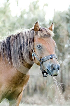 The small body, greek, Skyrian horse is one of the rarest horse breeds in the world.Skyros island, Greece