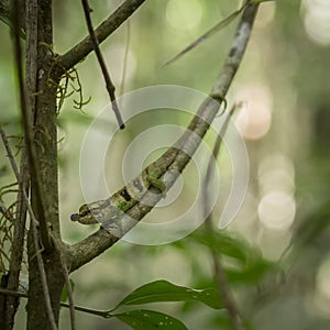 Small Boettger's Chameleon camouflaged in Montagne d'Ambre, Madagascar photo