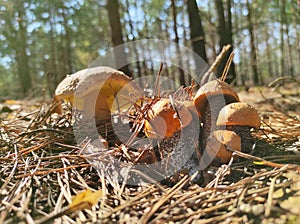 Small boletus and cep mushroom grows