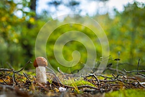Small boletus mushroom grows in forest