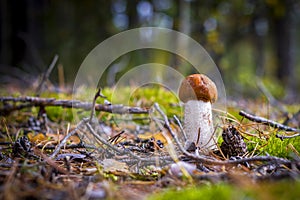 Small boletus mushroom grows in nature