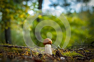 Small boletus mushroom grows in wood