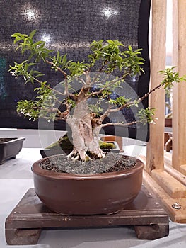 Small bonsai at the bonsai contest