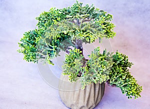 Small bonsai conifer in a pot on