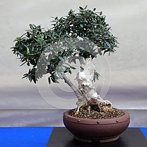 small BONSAI of Olvie tree on pot