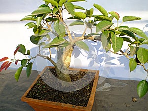 small Bonsai plant in pot