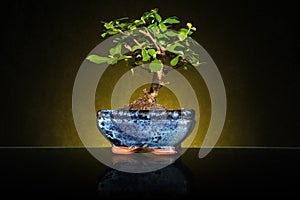 A small bonsai tree in a ceramic pot