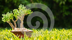 Small bonsai tree in ceramic pot on the grass in the sun