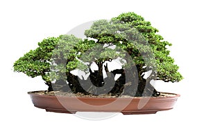 The bonsai tree in a ceramic pot on the white background with clipping path.