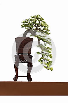 The bonsai tree in a ceramic pot on the white background with clipping path.