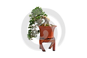 The bonsai tree in a ceramic pot on the white background with clipping path.
