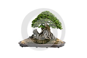 The bonsai tree in a ceramic pot on the white background with clipping path.