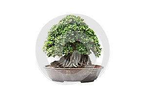 The bonsai tree in a ceramic pot on the white background with clipping path.