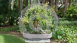 Small bonsai tree with green leaves on cement table in Guanica, Puerto Rico photo