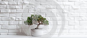 Small bonsai tree in white flowerpot on shelf against white brick wall