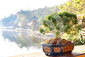 Small bonzai plant tree on the morning. photo